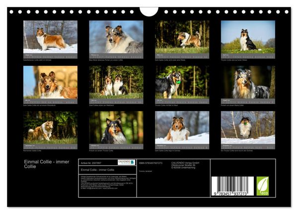 Produktbild: Einmal Collie - immer Collie (Wandkalender 2026 DIN A4 quer), CALVENDO Monatskalender