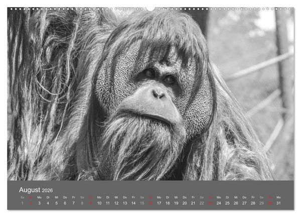 Produktbild: Tierische Augenblicke in Schwarz-Wei&szlig; (hochwertiger Premium Wandkalender 2026 DIN A2 quer), Kunstdruck in Hochglanz