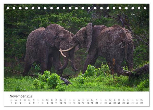 Produktbild: Elefanten - Sanfte Riesen in Afrika (Tischkalender 2026 DIN A5 quer), CALVENDO Monatskalender