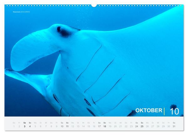 Produktbild: Einfach Tauchen - Wunderbare Tauchpl&auml;tze und Korallenriffe (Wandkalender 2026 DIN A2 quer), CALVENDO Monatskalender