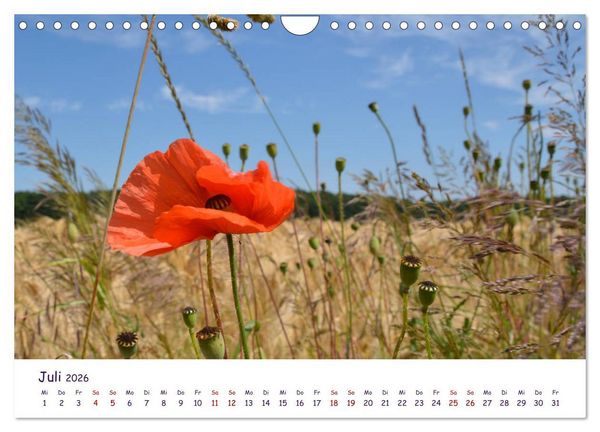 Produktbild: Natur und Landschaft Mecklenburg - Vorpommern 2026 (Wandkalender 2026 DIN A4 quer), CALVENDO Monatskalender