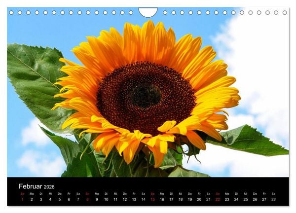 Produktbild: Sonnenblumen (Wandkalender 2026 DIN A4 quer), CALVENDO Monatskalender