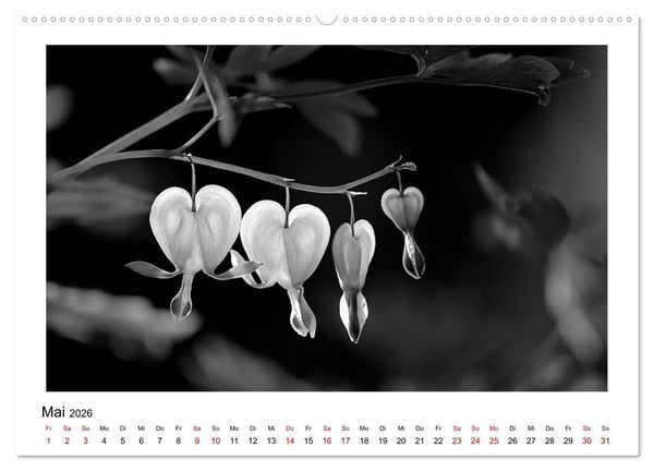 Produktbild: Die grafische Sch&ouml;nheit der Pflanzen &ndash; Schwarz-Wei&szlig; (Wandkalender 2026 DIN A2 quer), CALVENDO Monatskalender