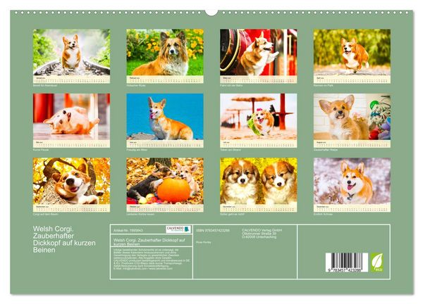 Produktbild: Welsh Corgi. Zauberhafter Dickkopf auf kurzen Beinen (hochwertiger Premium Wandkalender 2026 DIN A2 quer), Kunstdruck in Hochglanz