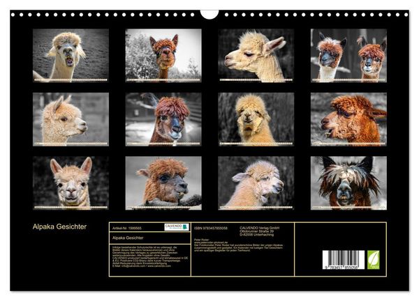 Produktbild: Alpaka Gesichter (Wandkalender 2026 DIN A3 quer), CALVENDO Monatskalender