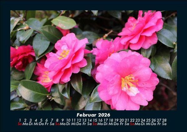 Produktbild: Blumenzauber 2026 Fotokalender DIN A5