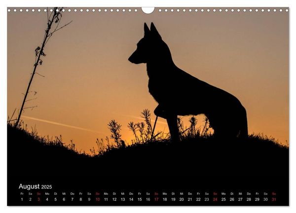 Belgische Schäferhunde - Der Malinois im Licht (Wandkalender 2025 DIN A3 quer), CALVENDO Monatskalender