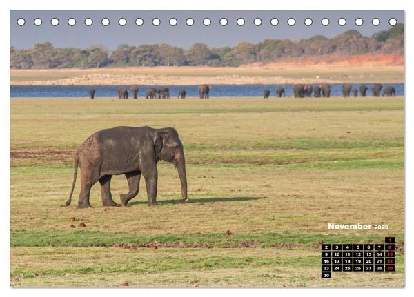 Produktbild: Bedrohte Riesen - Elefanten in Sri Lanka (Tischkalender 2026 DIN A5 quer), CALVENDO Monatskalender