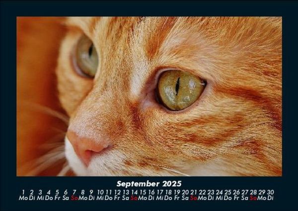 Produktbild: F&uuml;r Katzenfreunde 2025 Fotokalender DIN A5
