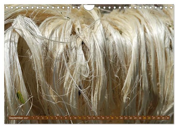 Produktbild: SISAL - von der Pflanze zum Produkt (Wandkalender 2027 DIN A4 quer), CALVENDO Monatskalender