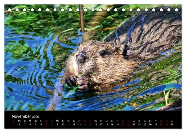 Produktbild: Das Leben der Biber (Tischkalender 2026 DIN A5 quer), CALVENDO Monatskalender