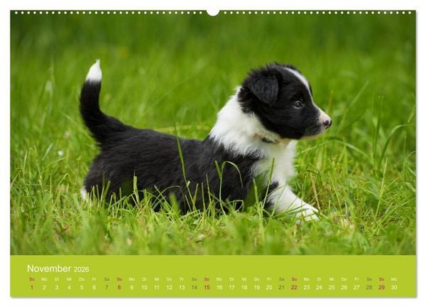 Produktbild: Welpen im Fr&uuml;hling (hochwertiger Premium Wandkalender 2026 DIN A2 quer), Kunstdruck in Hochglanz