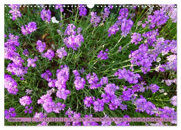 Produktbild: Farbzauber Lavendel (Wandkalender 2026 DIN A3 quer), CALVENDO Monatskalender