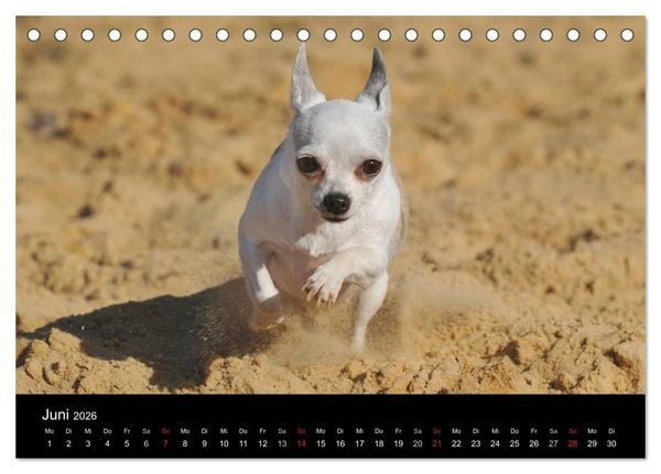 Produktbild: Chihuahua - Kleine Hunde ganz gro&szlig; (Tischkalender 2026 DIN A5 quer), CALVENDO Monatskalender