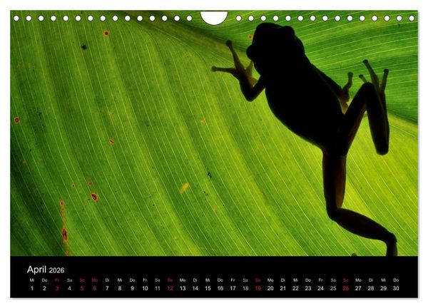 Produktbild: WILD - Tierkalender 2026 (Wandkalender 2026 DIN A4 quer), CALVENDO Monatskalender