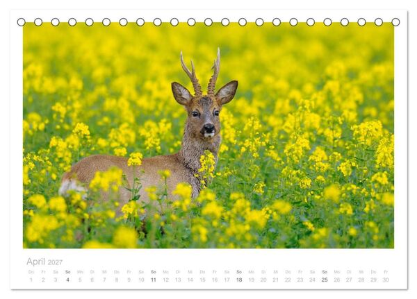 Produktbild: Rehwild 2027 (Tischkalender 2027 DIN A5 quer), CALVENDO Monatskalender