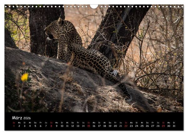 Produktbild: Tier-Momente in Afrika (Wandkalender 2026 DIN A3 quer), CALVENDO Monatskalender