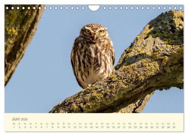 Produktbild: Eulen und M&auml;use (Wandkalender 2026 DIN A4 quer), CALVENDO Monatskalender