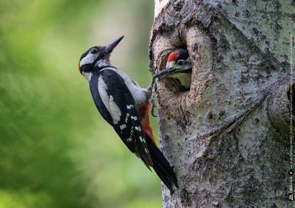 Produktbild: Eule, Fuchs und Hirsch. Tiere im Wald