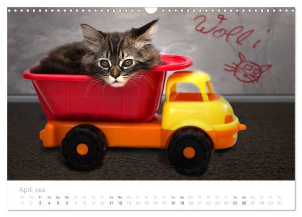 Produktbild: Katzenbabys beobachtet (Wandkalender 2026 DIN A3 quer), CALVENDO Monatskalender