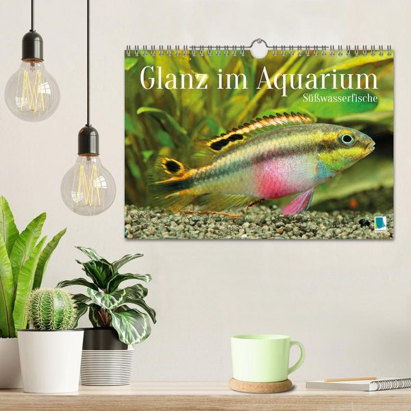 Produktbild: Glanz im Aquarium: S&uuml;&szlig;wasserfische (Wandkalender 2026 DIN A4 quer), CALVENDO Monatskalender