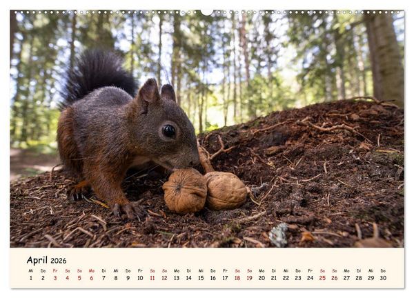 Produktbild: Oachkatzl (Wandkalender 2026 DIN A2 quer), CALVENDO Monatskalender