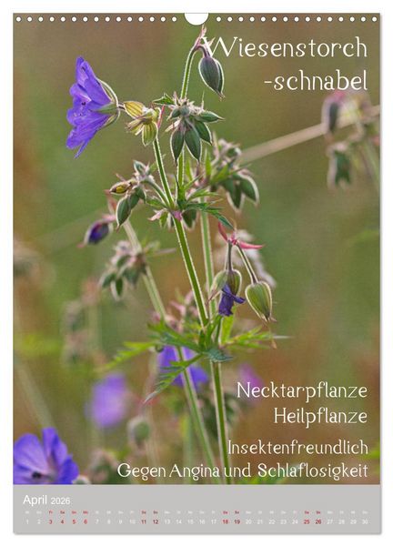 Produktbild: Unkr&auml;uter - N&uuml;tzliche Wildpflanzen auf der Wiese (Wandkalender 2026 DIN A3 hoch), CALVENDO Monatskalender