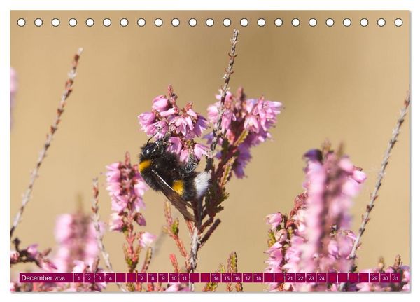 Produktbild: Just lovely - the power of pink heather blossom beauty (Desk Calendar 2026 DIN A5 landscape), CALVENDO 12 Month DeskCalendar