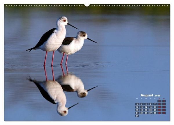 Produktbild: Limikolen - Watv&ouml;gel Europas (hochwertiger Premium Wandkalender 2026 DIN A2 quer), Kunstdruck in Hochglanz