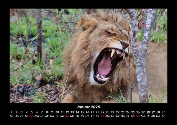 Produktbild: L&ouml;wen in der Wildnis 2025 Fotokalender DIN A3