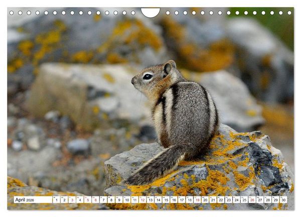 Produktbild: Tierwelt in den Canadian Rockies (Wandkalender 2026 DIN A4 quer), CALVENDO Monatskalender