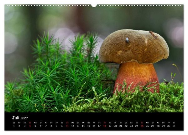 Produktbild: Pilzgalerie (Wandkalender 2027 DIN A2 quer), CALVENDO Monatskalender