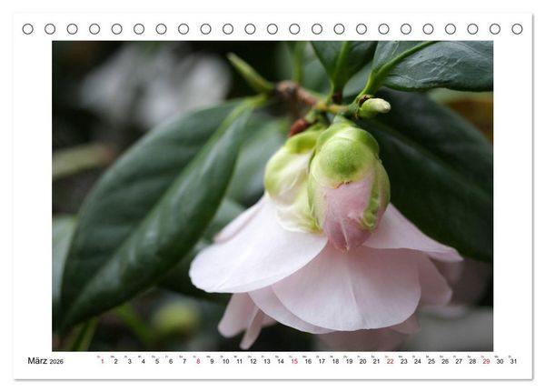 Produktbild: Geheimnisvolle Kamelien (Tischkalender 2026 DIN A5 quer), CALVENDO Monatskalender