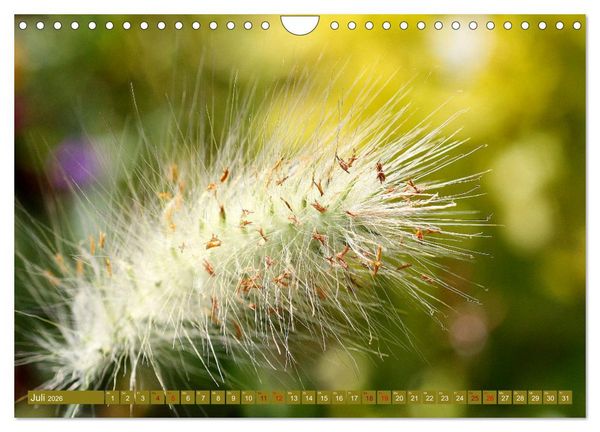 Produktbild: Natur, die bezaubert (Wandkalender 2026 DIN A4 quer), CALVENDO Monatskalender