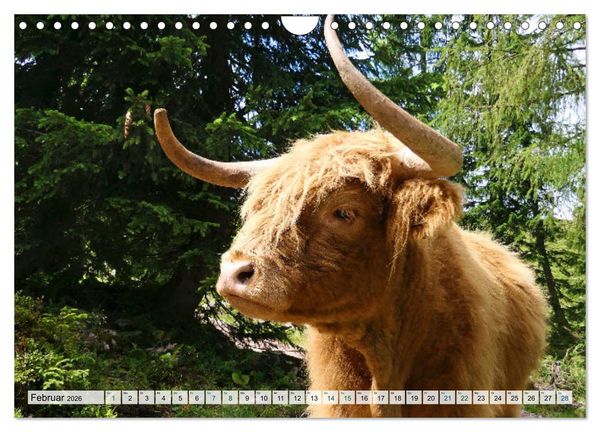 Produktbild: K&uuml;he im Einklang mit der Natur (Wandkalender 2026 DIN A4 quer), CALVENDO Monatskalender
