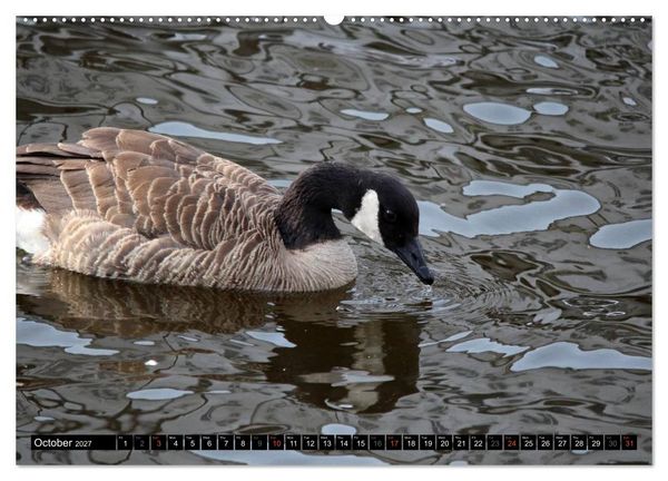 Produktbild: Lovely Water Birds (High Quality Premium Wall Calendar 2027 DIN A2 landscape),CALVENDO 12 Month Wall Calendar