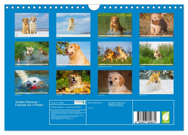Produktbild: Golden Retriever - Freunde auf 4 Pfoten (Wandkalender 2026 DIN A4 quer), CALVENDO Monatskalender
