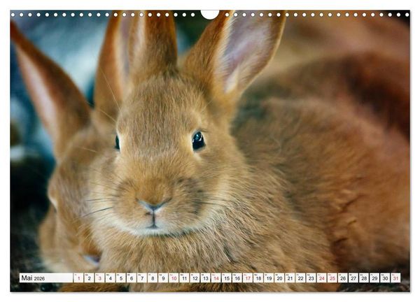 Produktbild: Kaninchen und Hasen (Wandkalender 2026 DIN A3 quer), CALVENDO Monatskalender