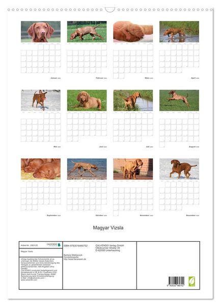 Produktbild: Magyar Vizsla (Wandkalender 2026 DIN A2 hoch), CALVENDO Monatskalender