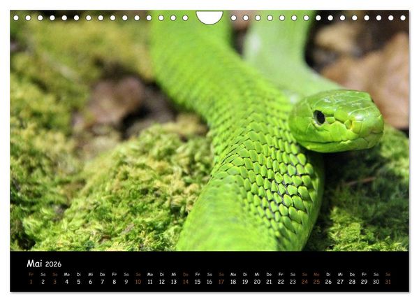 Produktbild: Reptilien 2026 (Wandkalender 2026 DIN A4 quer), CALVENDO Monatskalender