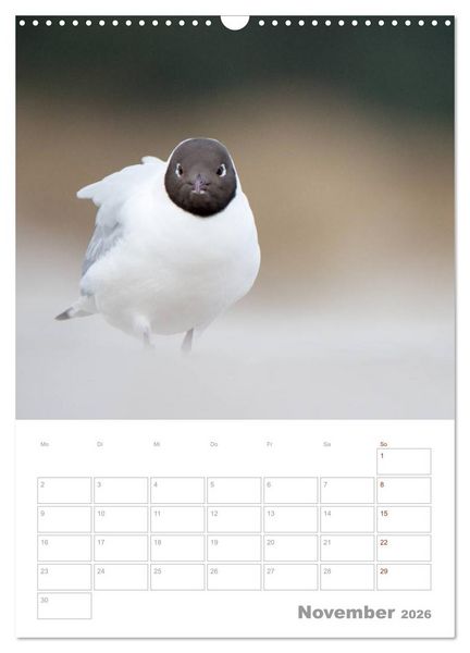 Produktbild: M&ouml;wen - die V&ouml;gel der K&uuml;ste (Wandkalender 2026 DIN A3 hoch), CALVENDO Monatskalender