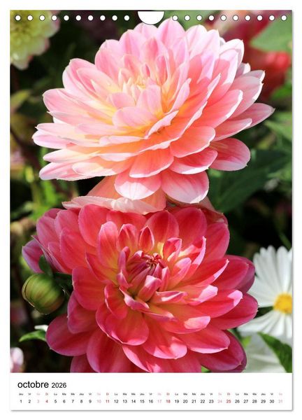 Produktbild: Des beaux dahlias (Calendrier mural 2026 DIN A4 horizontal), CALVENDO calendrier mensuel
