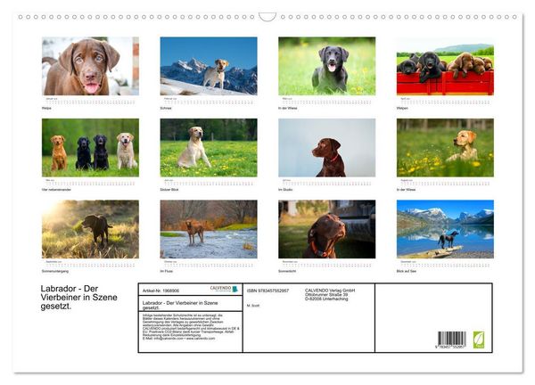 Produktbild: Labrador - Der Vierbeiner in Szene gesetzt. (Wandkalender 2026 DIN A2 quer), CALVENDO Monatskalender