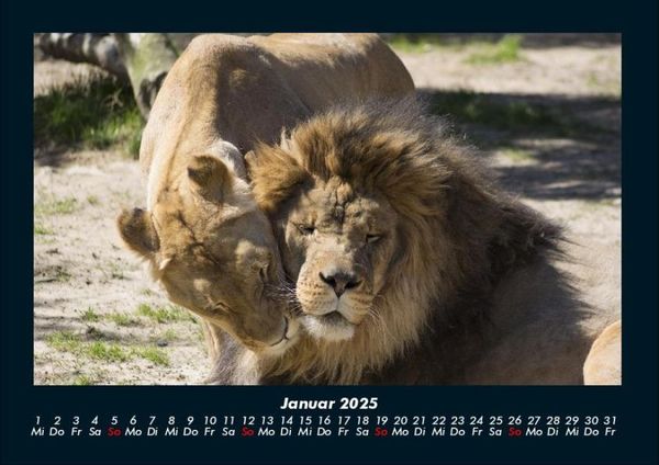 Produktbild: L&ouml;wen in der Wildnis 2025 Fotokalender DIN A4