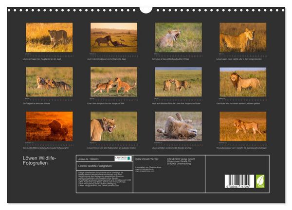Produktbild: L&ouml;wen Wildlife-Fotografien (Wandkalender 2026 DIN A3 quer), CALVENDO Monatskalender