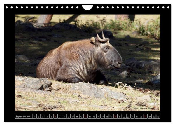 Produktbild: Bhutan Druk Yul 2026 (Wandkalender 2026 DIN A4 quer), CALVENDO Monatskalender
