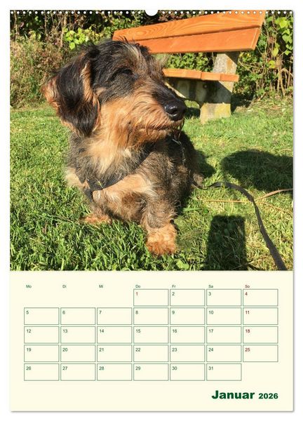 Produktbild: Schorschi &ndash; Ein Jahr mit dem bayrischen Rauhhaardackel (hochwertiger Premium Wandkalender 2026 DIN A2 hoch), Kunstdruck in Hochglanz