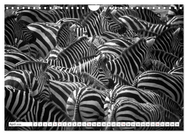 Produktbild: Emotionale Momente: Zebras - black & white. (Wandkalender 2026 DIN A4 quer), CALVENDO Monatskalender