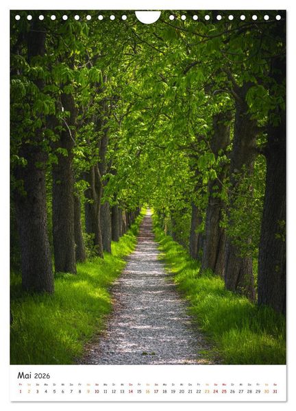 Produktbild: B&auml;ume im Harz (Wandkalender 2026 DIN A4 hoch), CALVENDO Monatskalender