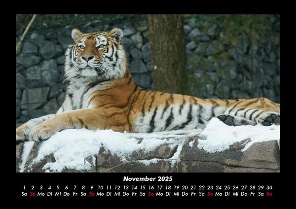 Produktbild: Tiger 2025 Fotokalender DIN A3